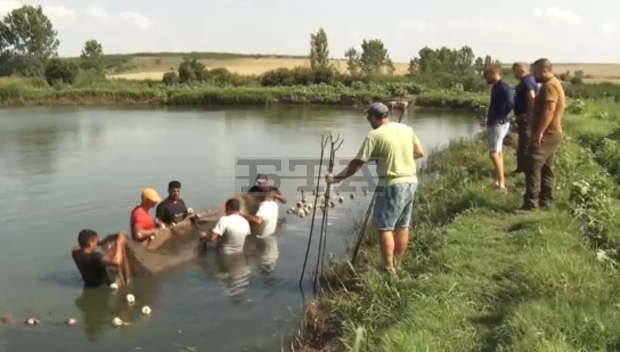 Четири водни басейна в Ямболска област са зарибени с повече от милион малки шаранчета