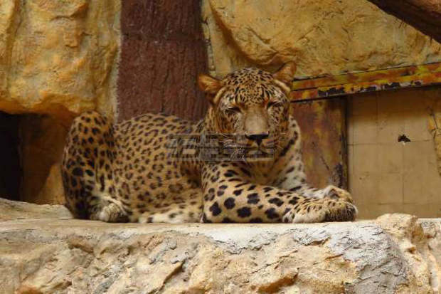 Софийският зоопарк започна подготовка за зимния сезон