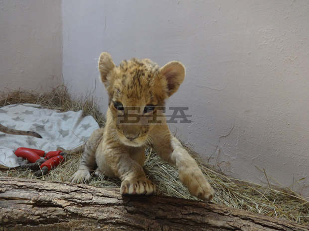 Варненският зоопарк - с две малки лъвчета
