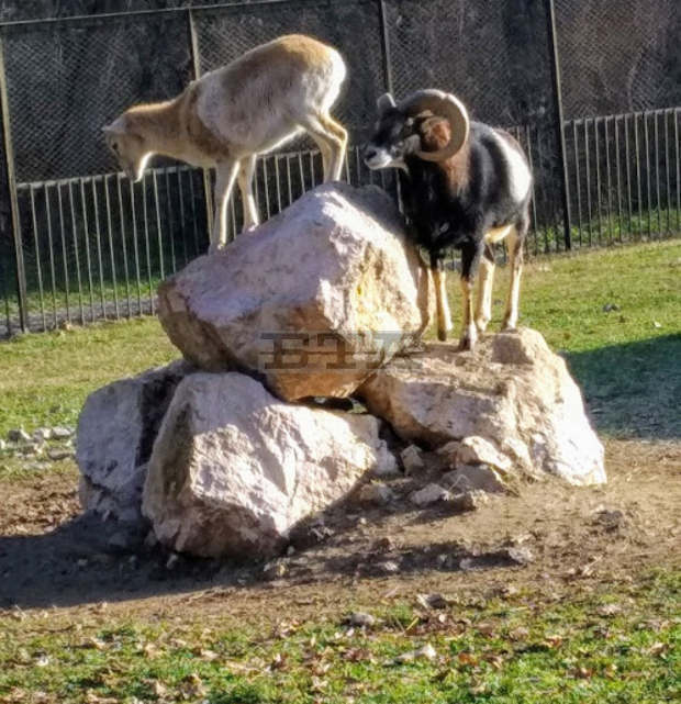 Община Хасково прикани коледните елхи да бъдат давани за храна в зоопарка