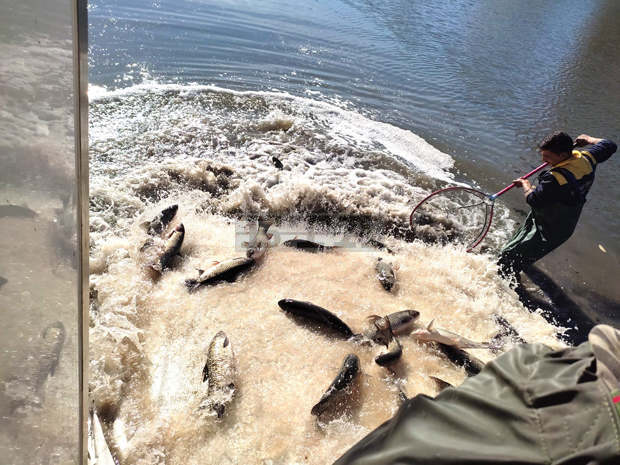 Бетонираният ръкав на река Тунджа в Ямбол е зарибен с един тон бял амур