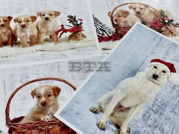 Календар и картички с кучета от общинския приют в Ямбол се продават с благотворителна цел
