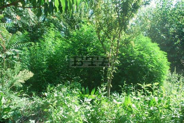 Канабис е бил открит в природен парк "Сините камъни"