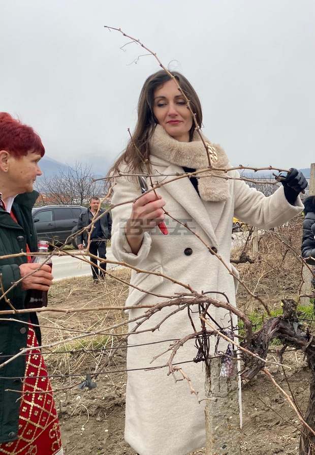 В тесен кръг зарязаха лозята в Куклен, наричаха за здраве и берекет В тесен кръг зарязаха лозята в Куклен, наричаха за здраве и берекет