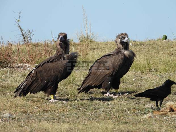 Софийският зоопарк става дом на двойка черни лешояди