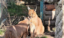 Каракалите Цезар и Клеопатра, обитатели на зоопарка в Бургас, се събраха заедно за първи път