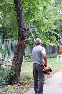 Отстраниха опасни дървета във видински паркове