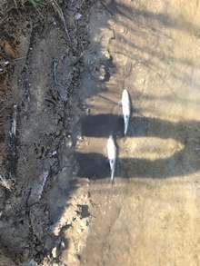 Мъртва риба изплува в река Марица край Стамболийски