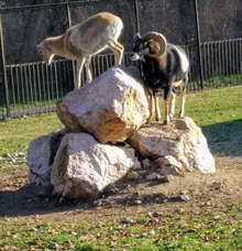 Община Хасково прикани коледните елхи да бъдат давани за храна в зоопарка