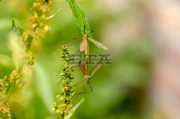 С плавателна техника ще пръскат крайбрежните зони на Русе срещу комари