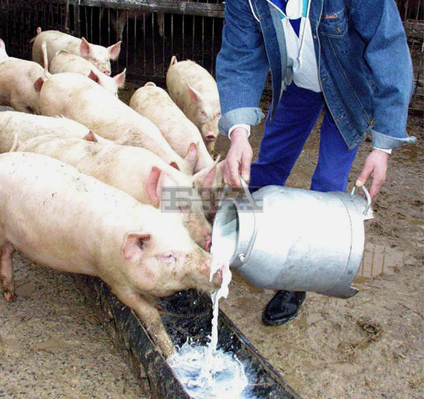 В Ямболска област не са регистрирани случаи на африканска чума по свинете