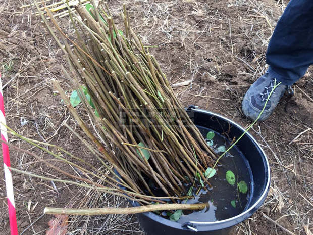 В Добричка област най-много инвестиции в материални активи са вложени в агросектора