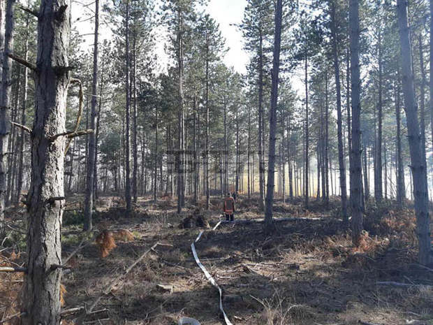 Служители на горското стопанство в Търговище наблюдават борова гора за остатъчни огнища след пожар