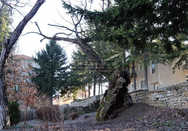 За втори път България може да спечели конкурса "Европейско дърво на годината"