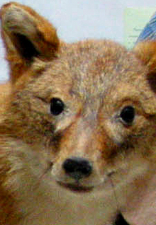 Bulgaria Sets up Animal Police Service