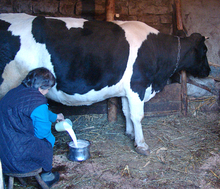 Investment Interest in Meat Cattle Rearing Is Growing in Bulgaria - Expert
