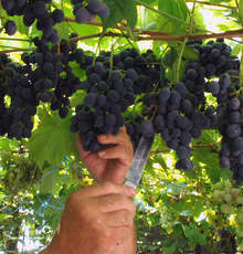 Гроздоберът в Шуменско започна с по-ниски добивив сравнение с миналата година 