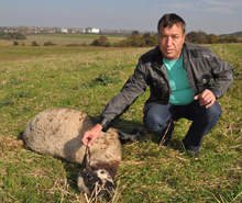 Вълци са удушили 16 овце  и две кози на стопанин от  хасковското село Конуш