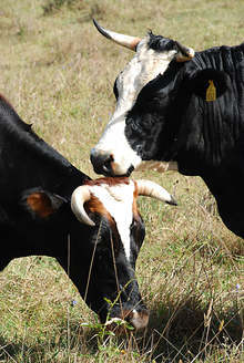 Обезщетения за 436 преживни животни, поразени от "син език", са поискани в Ямболска област