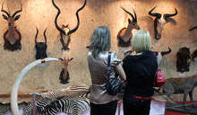 Ловци показаха 174  трофея от диви животнина изложение в Габрово