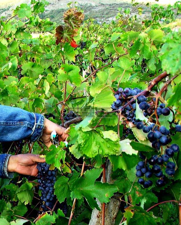Полицаи са задържали четирима крадци на около 400 кг грозде Полицаи са задържали четирима крадци на около 400 кг грозде