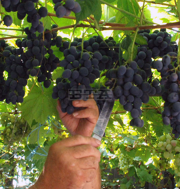 Гроздоберът в Шуменско започна с по-ниски добивив сравнение с миналата година 