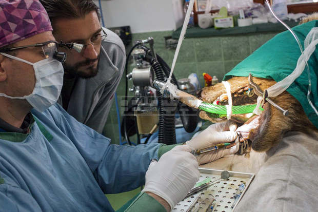 Прегледаха зъбите на мечките в парка край Белица