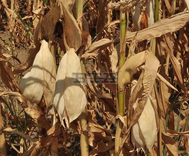 Зърнопроизводителите в Добричко очакват по-ниски добиви от царевицата заради сушата 