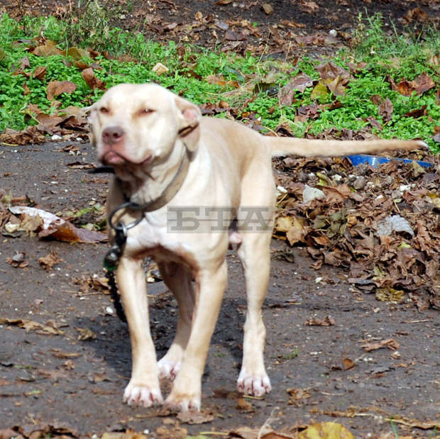 Питбул е нападнал полицейски служителпри акция за задържанетона собственика му