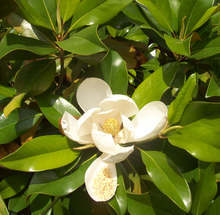 Заради променящия се климат  в Бургас се засаждат средиземноморски видове дървета 