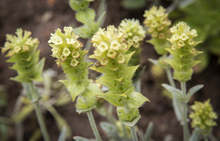 Производители ще патентоват мурсалския чай като запазена марка, за да спрат разпространението на фалшификати