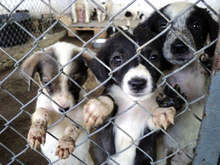 Общинският приют в Стара Загора обявява акция за осиновяване на безпризорните кучета