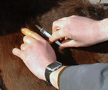 Ветеринарните органи в Ямболска област са в готовност с мерки срещу "птичи грип"