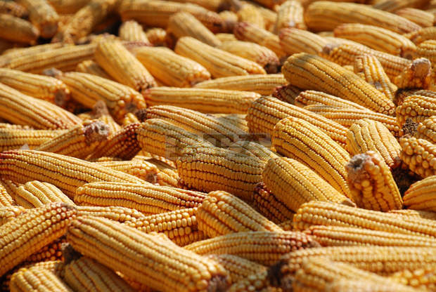 В област Търговище е прибрана реколтата от царевица и слънчоглед