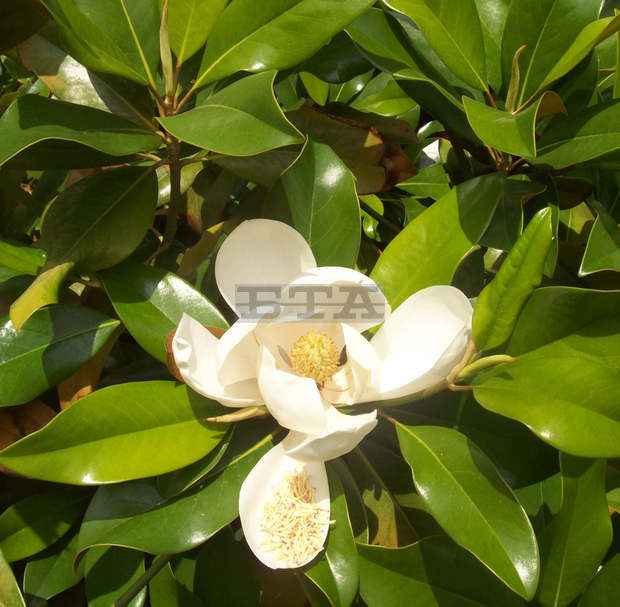 Заради променящия се климат  в Бургас се засаждат средиземноморски видове дървета 