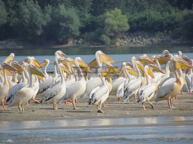 В Атанасовското езеро в Бургас пристигнаха първите ята розови пеликани