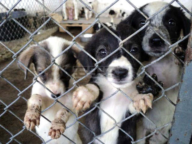 Община Радомир предлага земеделски земи за изграждане на регистриран обект за отглеждане на кучета