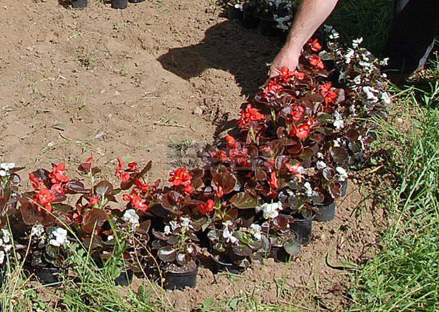 Засаждат над 20 000 стръка сезонни цветя във великотърновските паркове