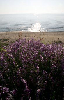  Go-ahead for Controversial Construction of Holiday Village in Seaside Irakli Area, Part of Natura Nature Conservation Network