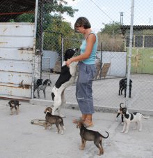 Adoptions of Stray Dogs Increase in Sofia