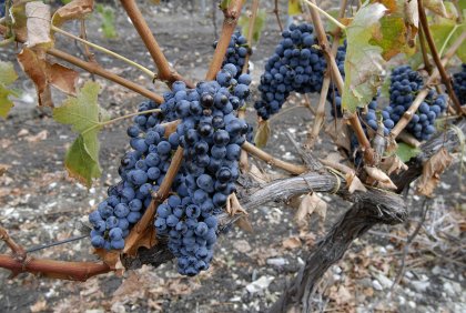 Mildew, Hailstorms Have Ruined Grape Harvest - up to 85% at Places Mildew, Hailstorms Have Ruined Grape Harvest - up to 85% at Places