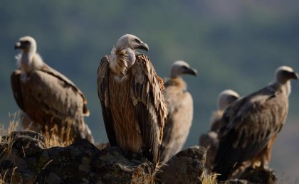 Population of Griffon Vultures Shows Steady Recovery in Eastern Rhodopes
