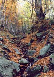 Bulgarian Beech Forests Proposed for Inscription on UNESCO World Heritage List