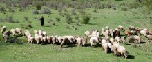 32 Human Samples from Brucellosis-Hit Town of Rila Sent for Testing