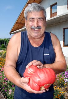 Bulgarian Pink Tomato Applies for Protection under European Quality Schemes