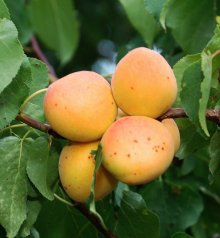  Low Temperatures in January Saved Apricot Trees from Freezing