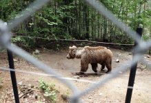 First Time Ever that All Inmates of Dancing Bears Park Go into Hibernation 