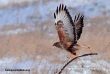 Environmentalists to Release Back to Nature Seven Common Buzzards after Rehabilitation