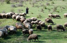 Culling of Animals in Areas Affected by Ovine Rinderpest Temporarily Halted