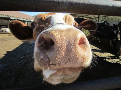 Bulgarian Organic Dairy Farmer Saves Time, Money with Combined Water Heating Facility 